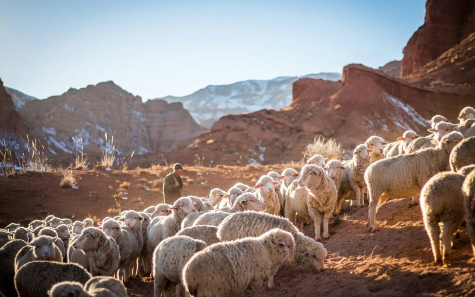 Do You Know the Good Shepherd’s Voice?